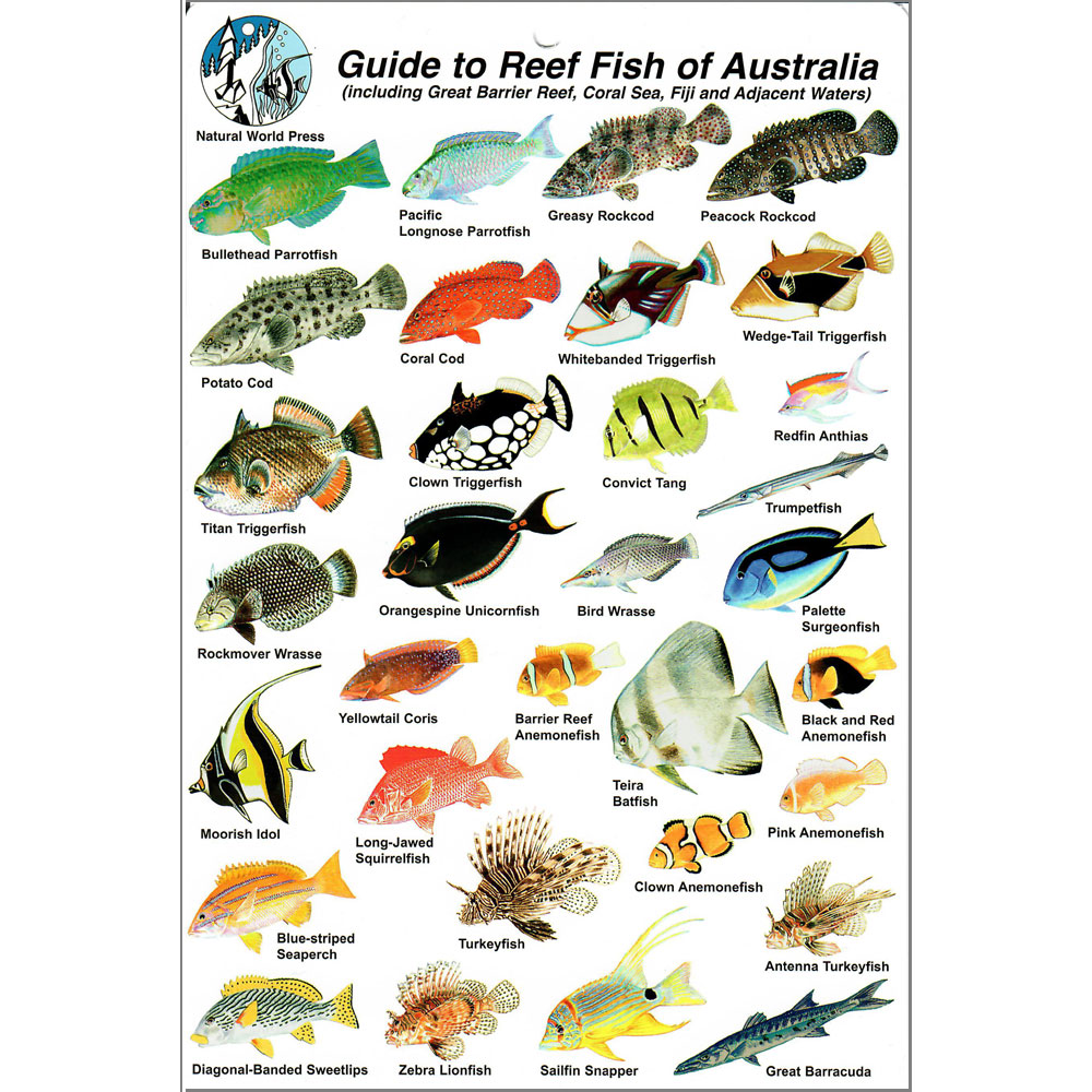 ID Slate - Guide to Reef Fish of Australia